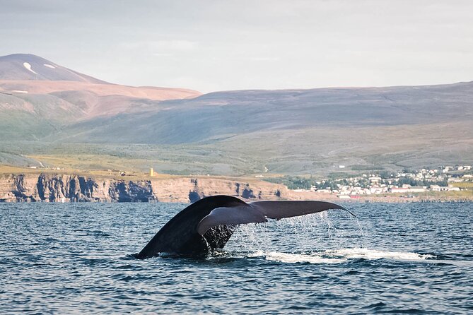 Whales and Puffins Tour from Husavik - After puffins, you sail Skjálfandi Bay for whales and dolphins