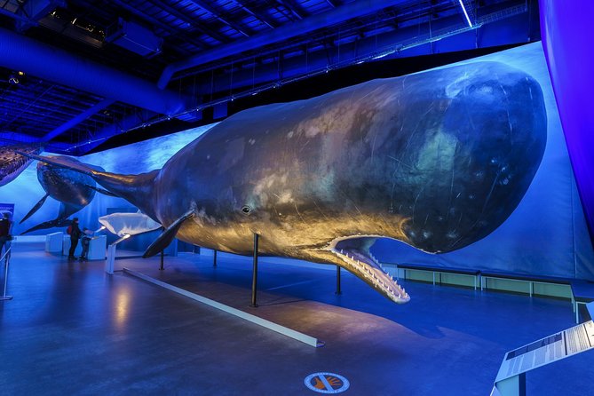 Whales Of Iceland Admission Ticket - Why Whales of Iceland Works in Reykjavik Weather