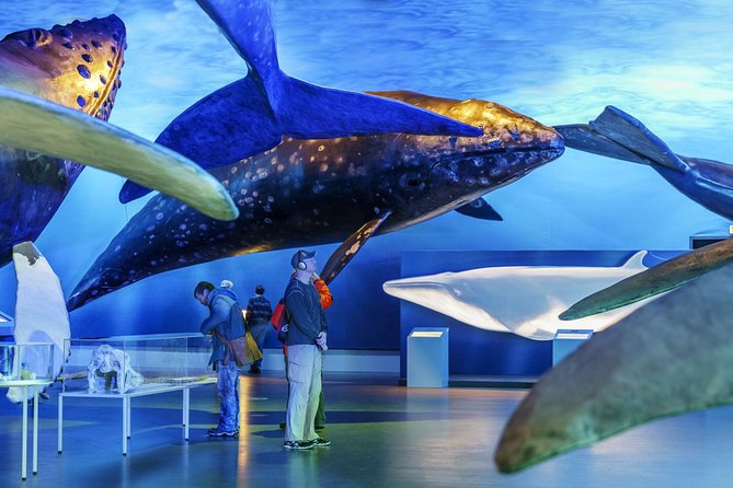 Whales Of Iceland Admission Ticket - The Fin Whale Theatre: Documentary Films Included