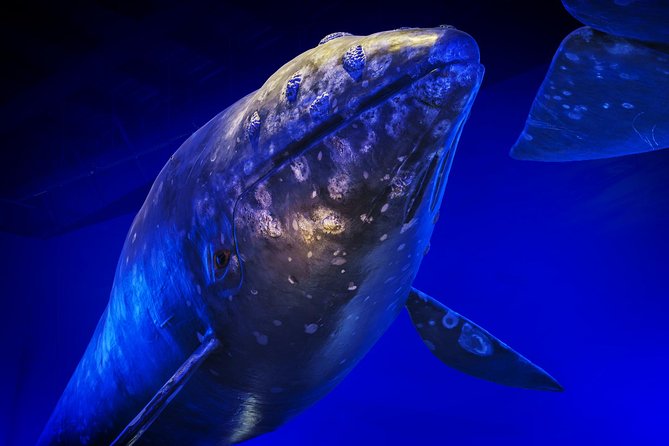 Whales Of Iceland Admission Ticket - Audio Guide in 17 Languages: Move at Your Own Pace