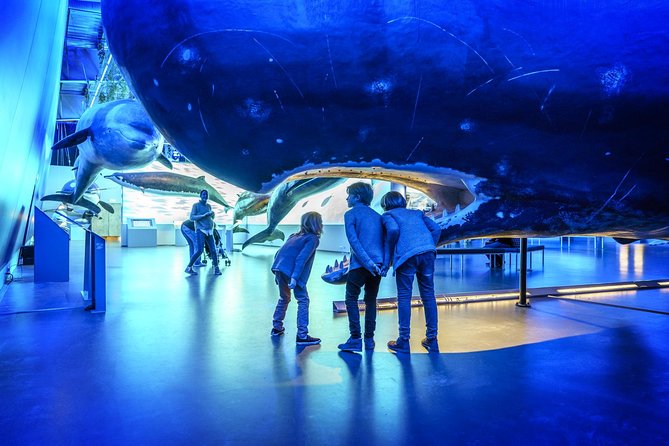 Whales Of Iceland Admission Ticket - Ticket Value: What You Get for Around $35