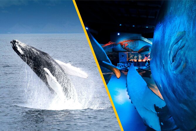 Whales of Iceland from Land and Sea - The Whale Watching Part: Safety Briefing, Warm Overalls, and Expert Commentary