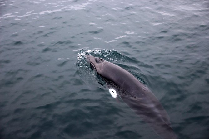Whales of Iceland from Land and Sea - Thermal Overalls, Seated Comfort, and Seasickness Support