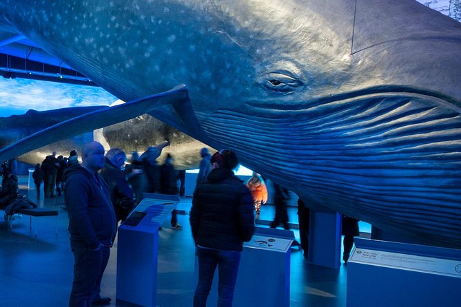Whales of Iceland from Land and Sea - What You’re Actually Looking For in Faxaflói Bay