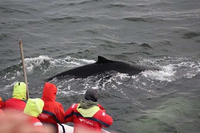 Winter Whale Watching and Northern Lights Cruise from Reykjavik - Price and logistics: what $198 includes, and what you may pay for separately