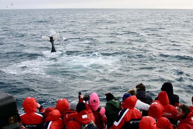 Winter Whale Watching and Northern Lights Cruise from Reykjavik - Who this combo tour is best for