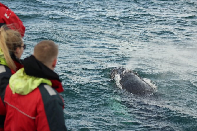 Winter Whale Watching and Northern Lights Cruise from Reykjavik - The weather factor: how to set expectations without killing the fun